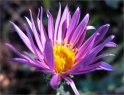sm 837 California Aster